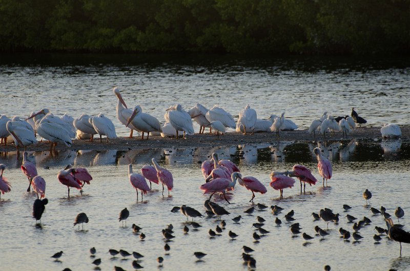 Sanibel022611-1117.jpg - Sunset drive through Ding Darling Wildlife Refuge