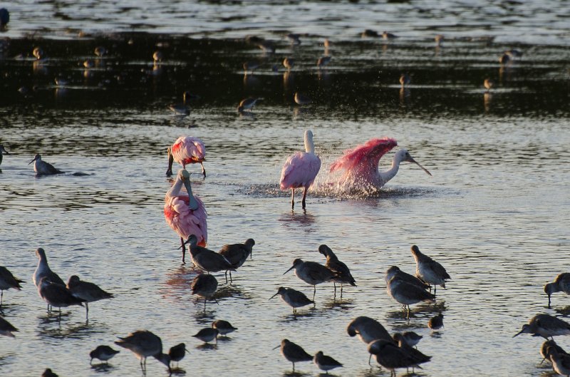 Sanibel022611-1121.jpg - Sunset drive through Ding Darling Wildlife Refuge