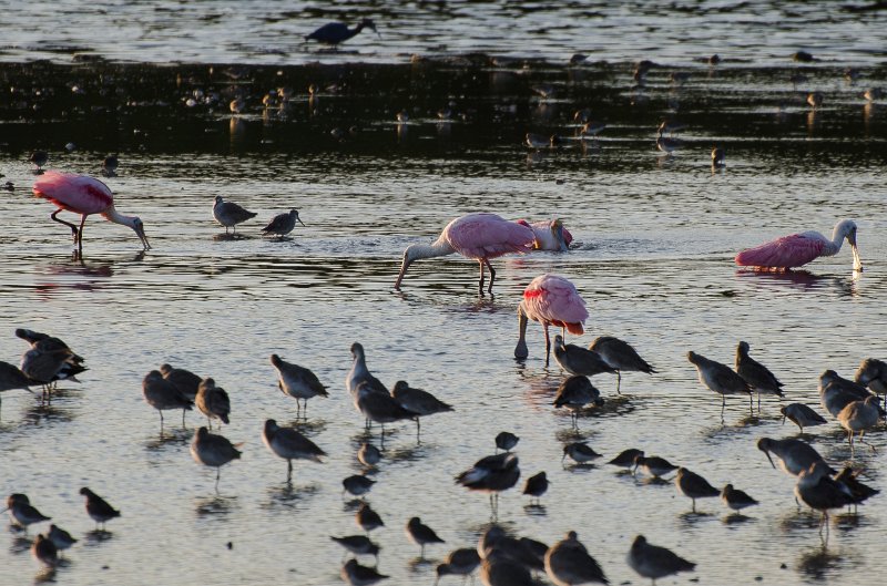 Sanibel022611-1127.jpg - Sunset drive through Ding Darling Wildlife Refuge