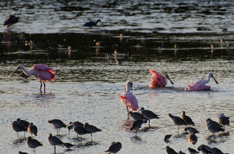 Sanibel022611-1138.jpg - Sunset drive through Ding Darling Wildlife Refuge