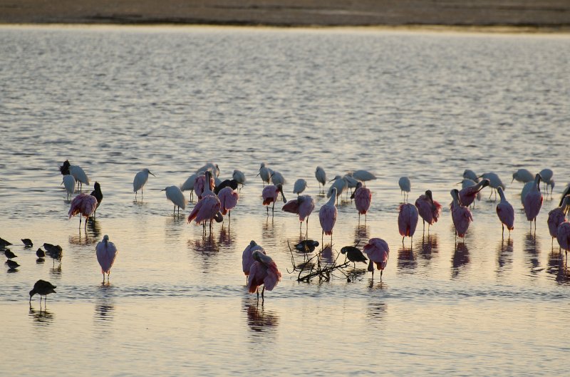Sanibel022611-1148.jpg - Sunset drive through Ding Darling Wildlife Refuge