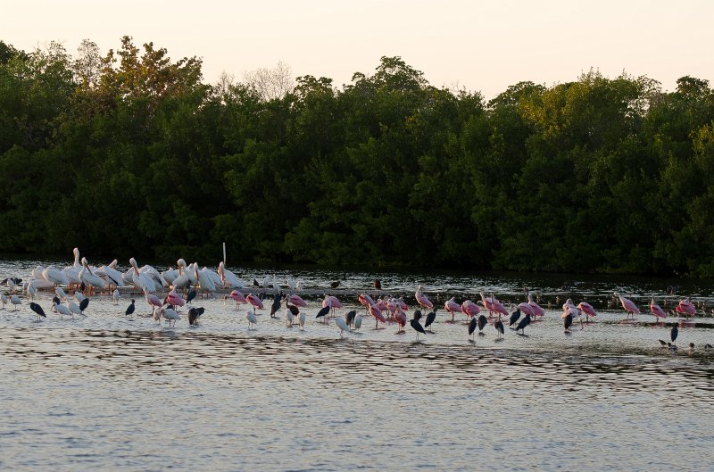 Sanibel022611-1198.jpg - Sunset drive through Ding Darling Wildlife Refuge