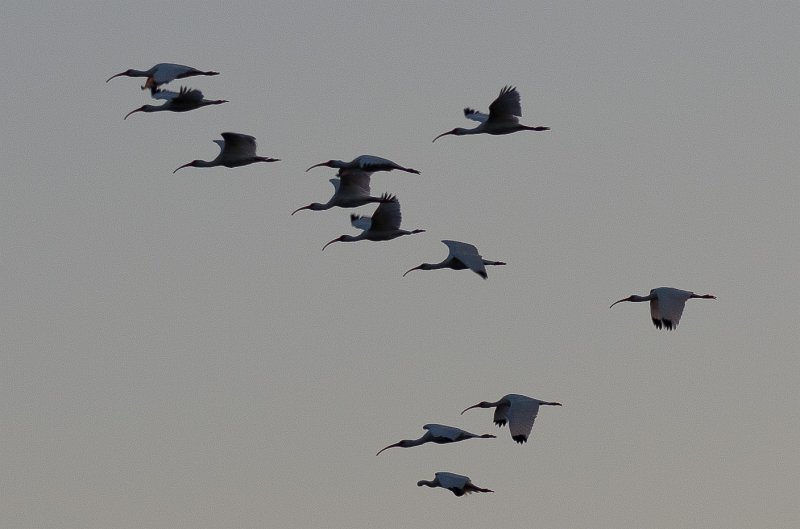 Sanibel022611-1228.jpg - Sunset drive through Ding Darling Wildlife Refuge