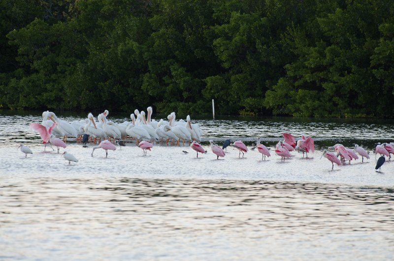 Sanibel022611-1256.jpg - Sunset drive through Ding Darling Wildlife Refuge