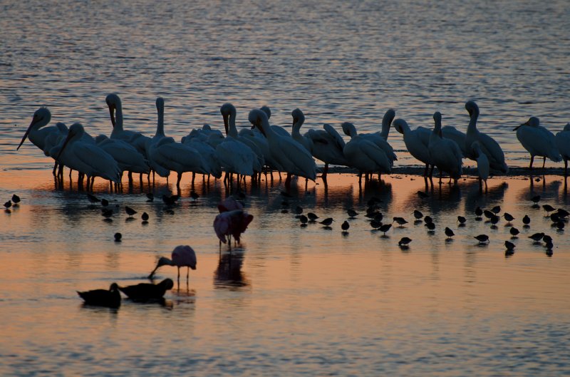 Sanibel022611-1273.jpg - Sunset drive through Ding Darling Wildlife Refuge