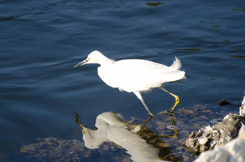 Sanibel022611-0982.jpg - Snowy Egret, Ding Darling Wildlife Refuge