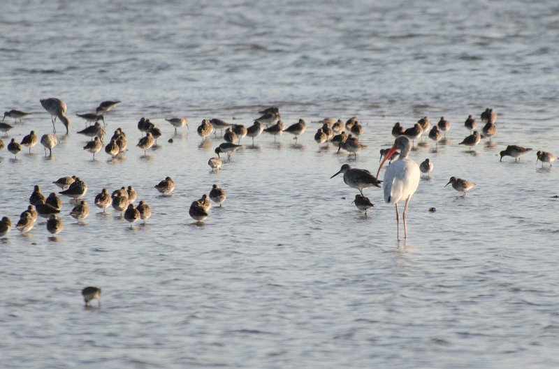 Sanibel022611-1016.jpg - Sunset drive through Ding Darling Wildlife Refuge