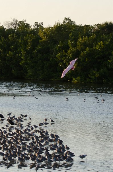 Sanibel022611-1069.jpg - Sunset drive through Ding Darling Wildlife Refuge