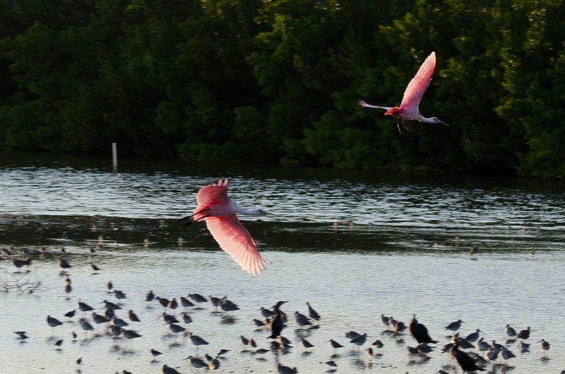 Sanibel022611-1079.jpg - Sunset drive through Ding Darling Wildlife Refuge