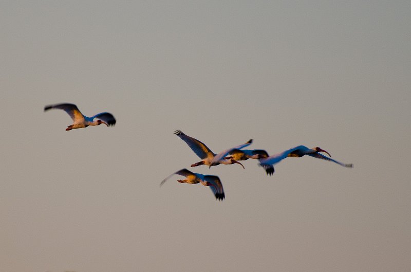 Sanibel022611-1202.jpg - Sunset drive through Ding Darling Wildlife Refuge