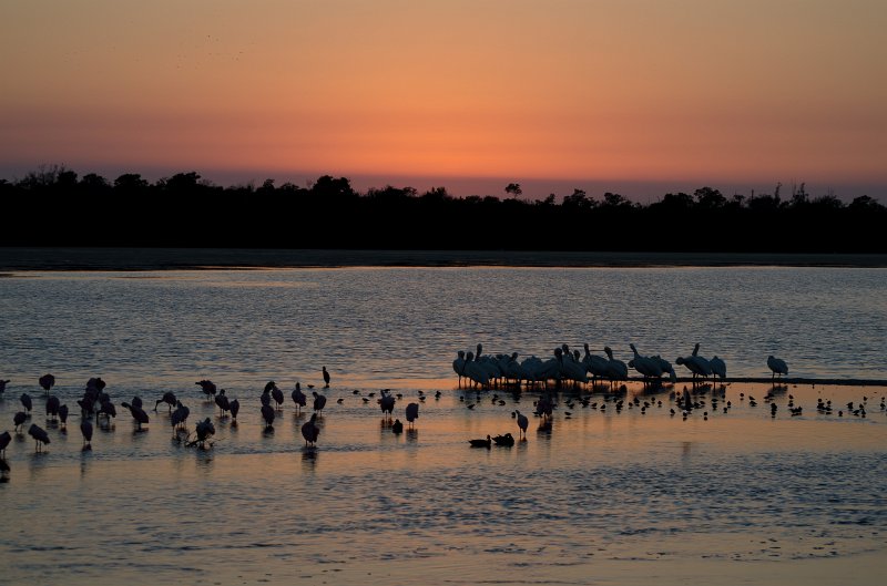 Sanibel022611-1268.jpg - Sunset drive through Ding Darling Wildlife Refuge