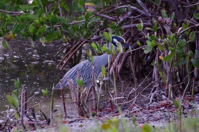 Sanibel022611-1277.jpg - Sunset drive through Ding Darling Wildlife Refuge