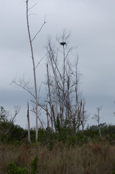 Sanibel022611-1370.jpg - Parent eagle, a short ways from the nest