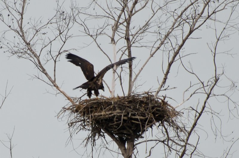 Sanibel022611-1388.jpg - Young eagle trying to fly