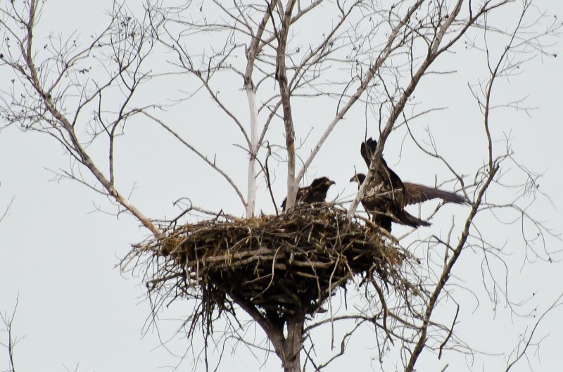 Sanibel022611-1419.jpg - Young eagle trying to fly, sibling watching
