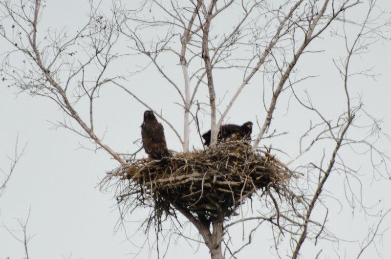 Sanibel022611-1464.jpg - Young eagles in the nest on Gulf Pine Drive
