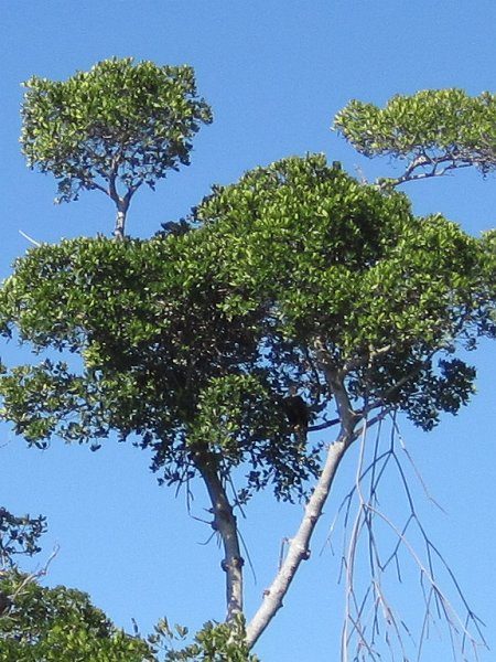 Sanibel022611-2191.jpg - Bald Eagle hiding in the trees on the North East side of Buck Key