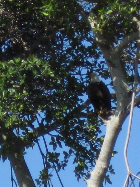 Sanibel022611-2193.jpg - Bald Eagle hiding in the trees on the North East side of Buck Key