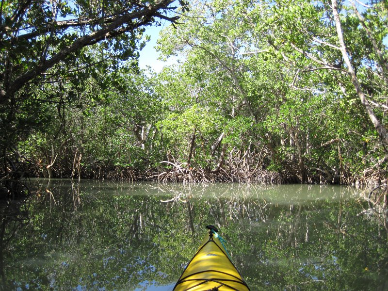 Sanibel022611-2201.jpg - Buck Key Mangrove Trail