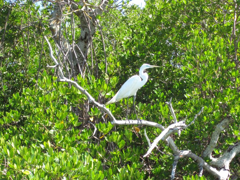 Sanibel022611-2209.jpg - Great Egret