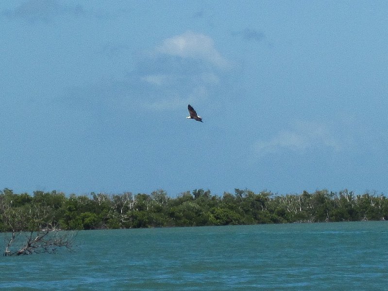 Sanibel022611-2219.jpg - Kayak Captiva Buck Key