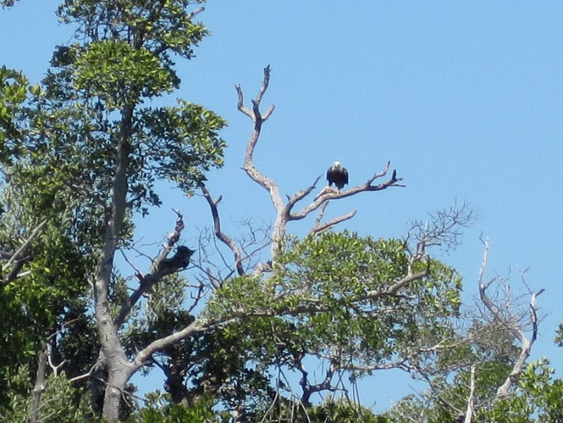Sanibel022611-2220.jpg - Kayak Captiva Buck Key