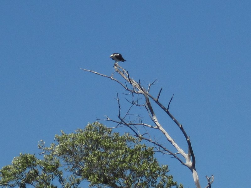 Sanibel022611-2227.jpg - Osprey