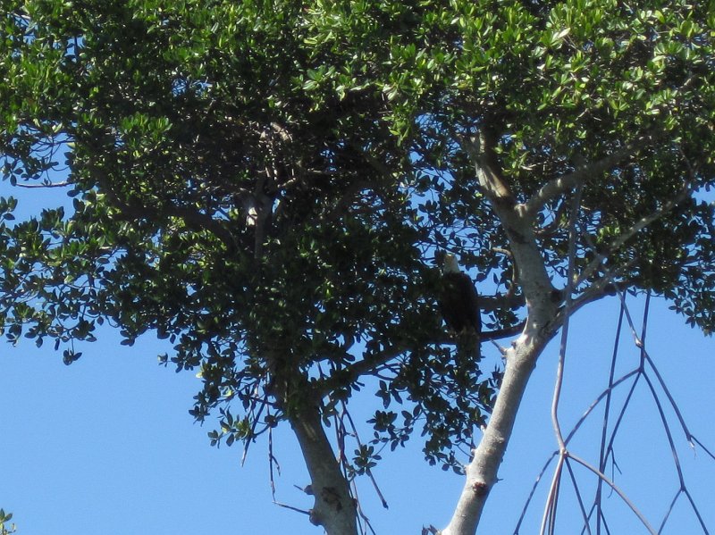 Sanibel022611-2230.jpg - Bald Eagle hiding in the trees on the North East side of Buck Key