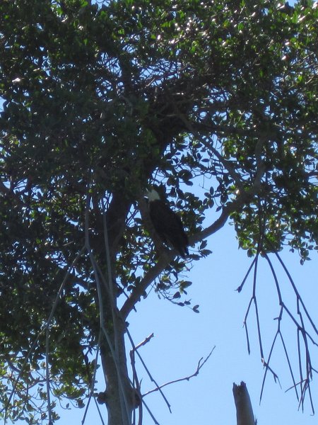 Sanibel022611-2234.jpg - Bald Eagle hiding in the trees on the North East side of Buck Key