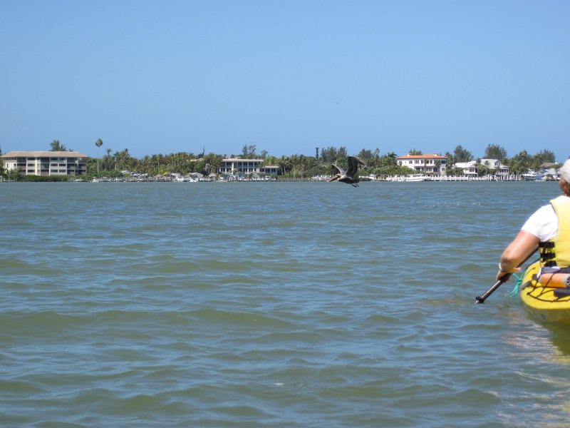 Sanibel022611-2235.jpg - Pelican.  McCarthy Marina, background