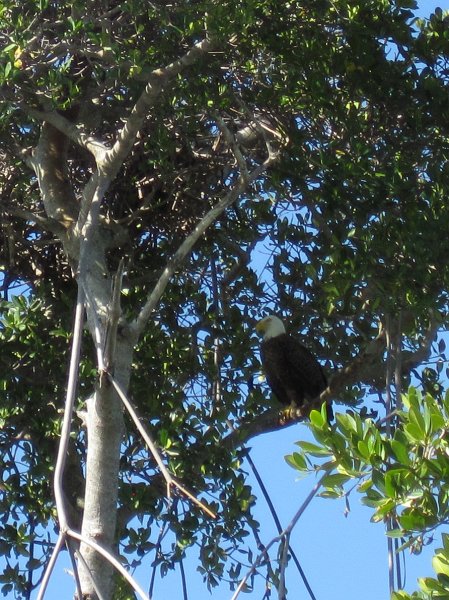 Sanibel022611-2196.jpg - Bald Eagle hiding in the trees on the North East side of Buck Key