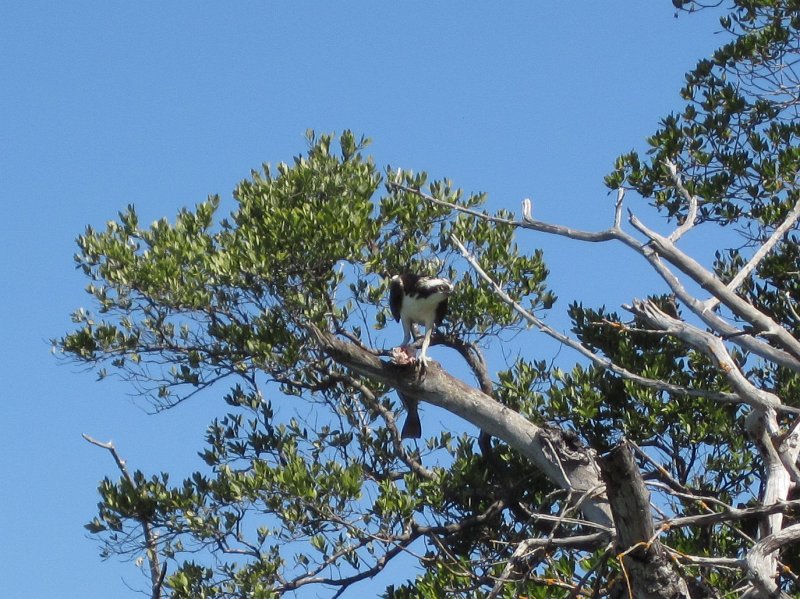 Sanibel022611-2208.jpg - Kayak Captiva Buck Key