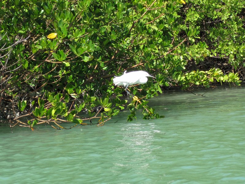 Sanibel022611-2212.jpg - Snowy Egret, seen while kayaking Captiva Buck Key