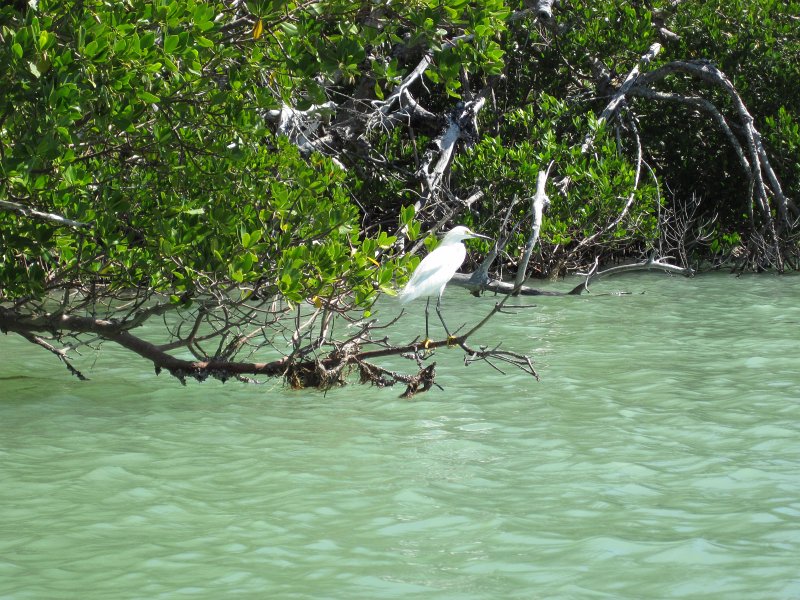 Sanibel022611-2218.jpg - Snowy Egret, seen while kayaking Captiva Buck Key