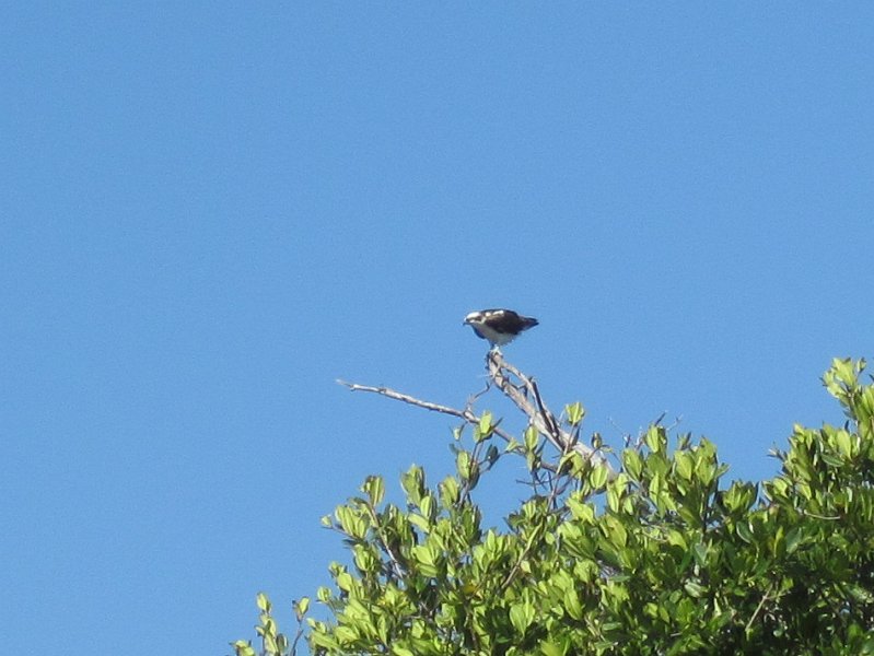 Sanibel022611-2228.jpg - Osprey, seen while kayaking Captiva Buck Key