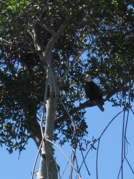 Sanibel022611-2232.jpg - Bald Eagle hidding in the trees on the North East side of Buck Key