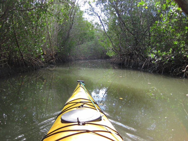 Sanibel022611-2078.jpg - Buck Key Mangrove Trail