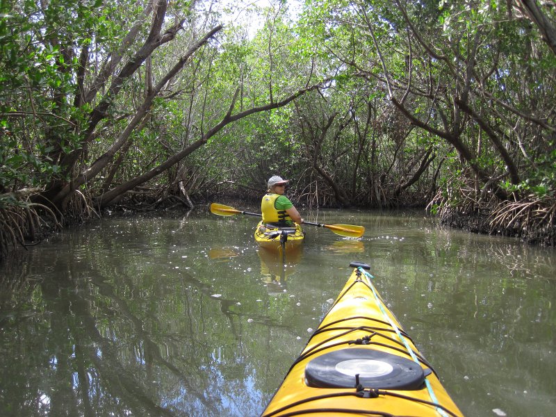 Sanibel022611-2080.jpg - Buck Key Mangrove Trail
