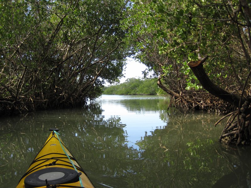 Sanibel022611-2084.jpg - Buck Key Mangrove Trail