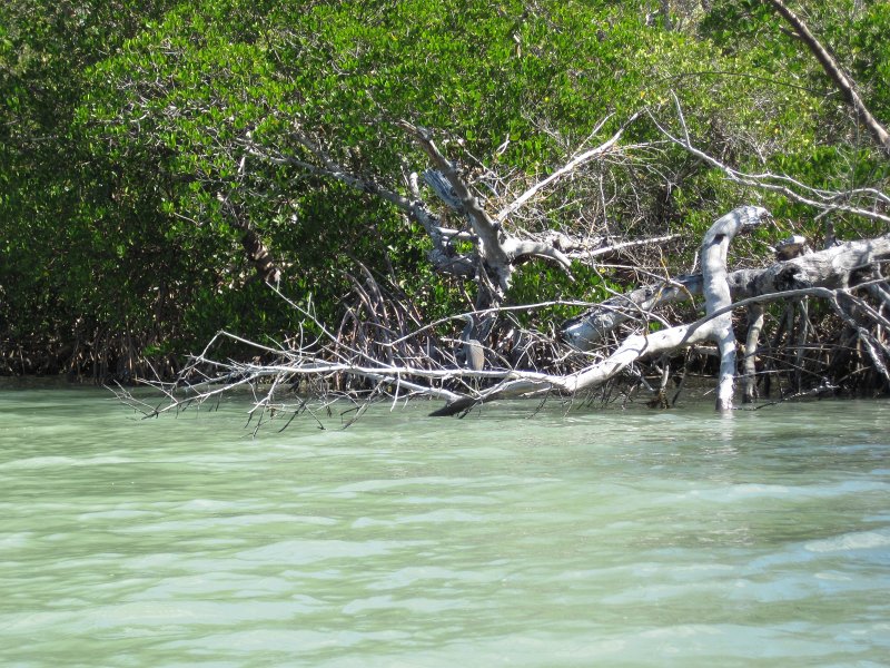 Sanibel022611-2105.jpg - Tri Color Heron