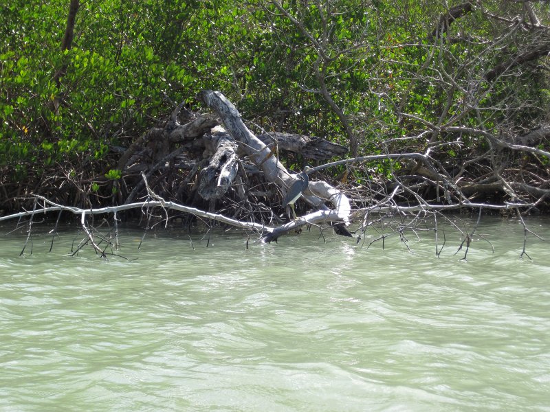 Sanibel022611-2112.jpg - Tri Color Heron