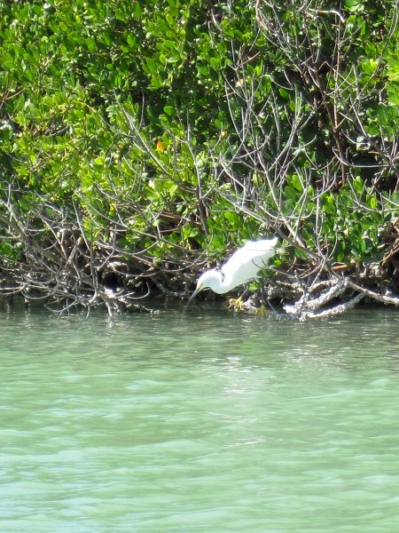 Sanibel022611-2116.jpg - Snowy Egret