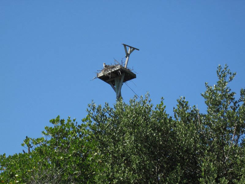 Sanibel022611-2122.jpg - Osprey
