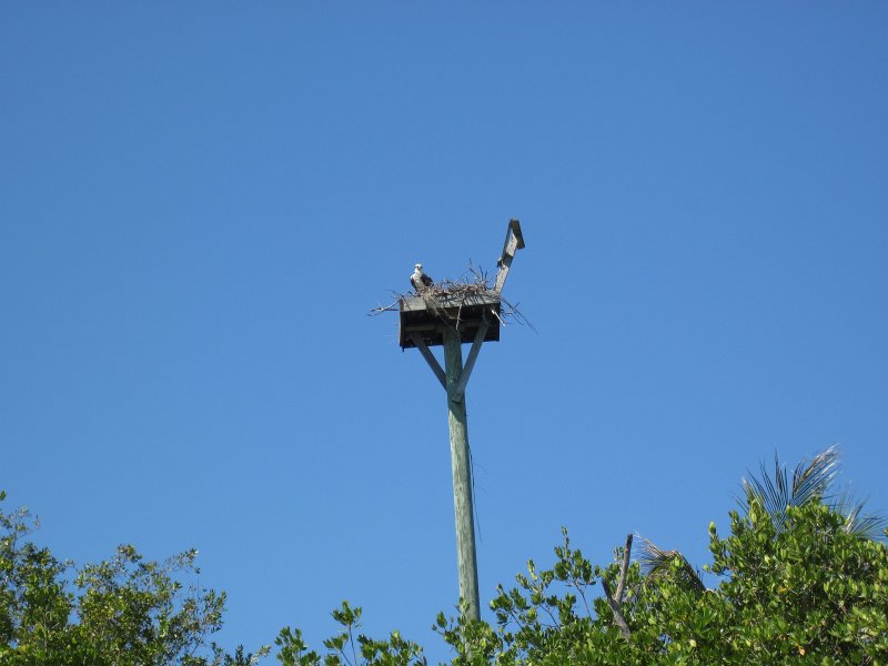 Sanibel022611-2135.jpg - Osprey