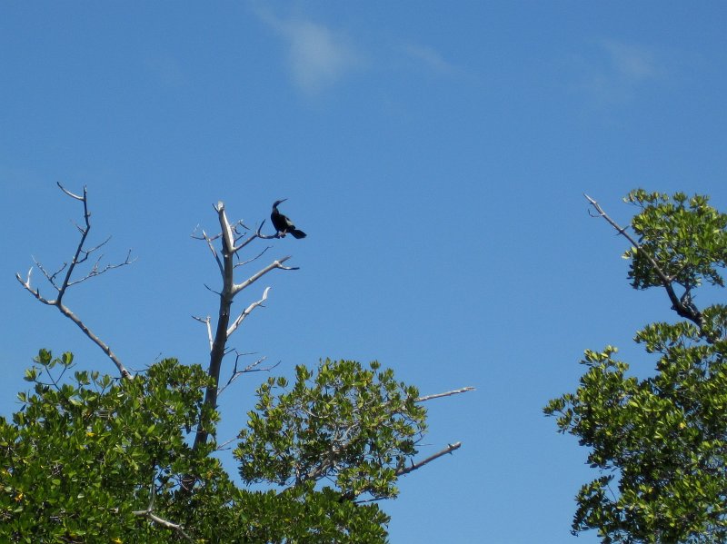 Sanibel022611-2136.jpg - Cormorant