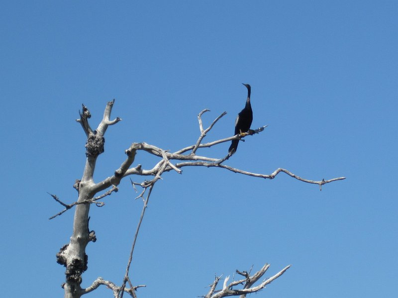 Sanibel022611-2148.jpg - Cormorant
