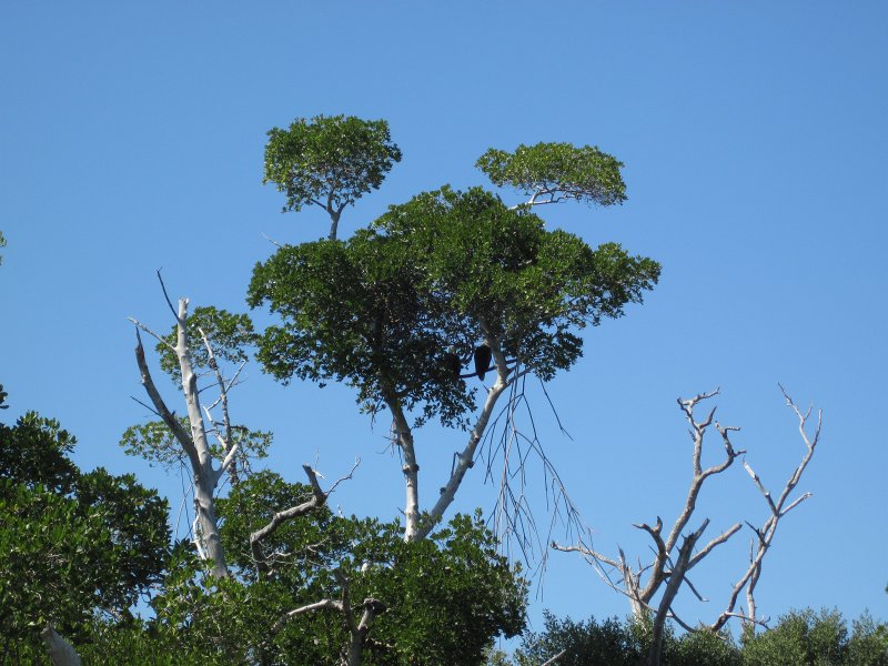 Sanibel022611-2166.jpg - Bald Eagles hidding in the trees on the North East side of Buck Key