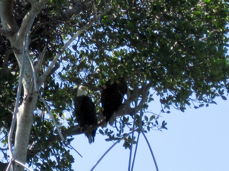 Sanibel022611-2172.jpg - Bald Eagles hidding in the trees on the North East side of Buck Key