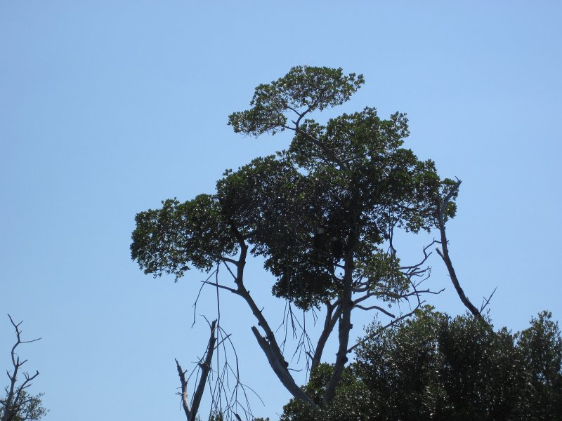 Sanibel022611-2176.jpg - Bald Eagles hidding in the trees on the North East side of Buck Key