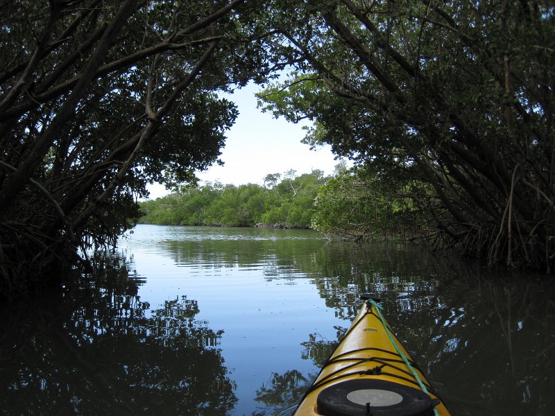 Sanibel022611-2086.jpg - Buck Key Mangrove Trail